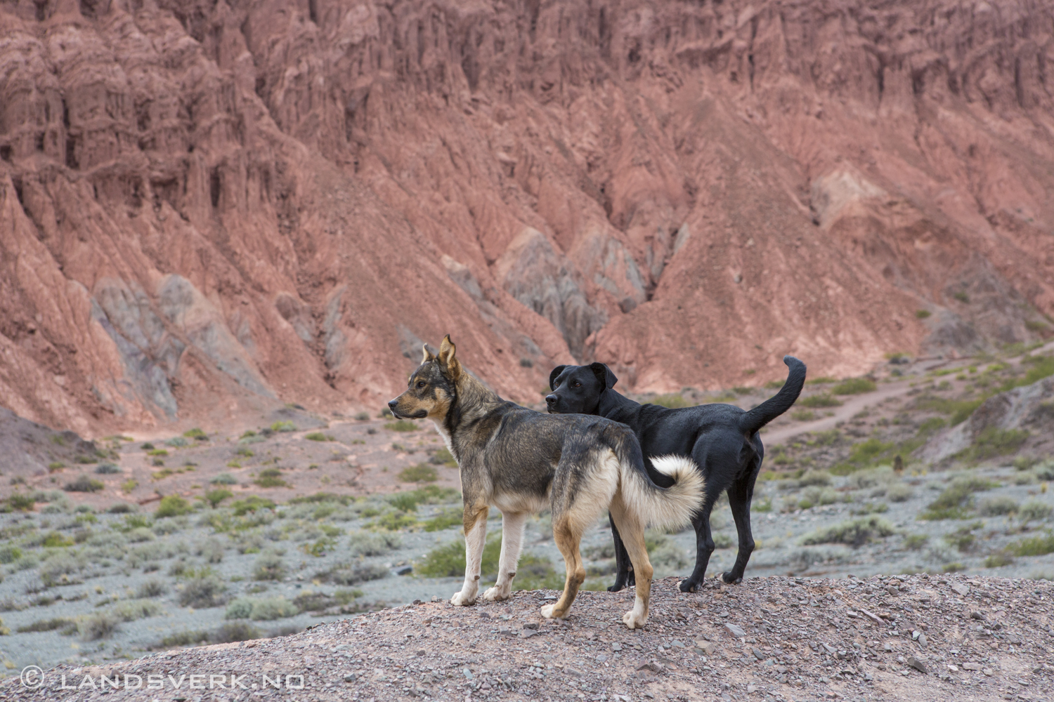Always a friendly dog or two joining the hike. Purmamarca, Argentina. 

(Canon EOS 5D Mark III / Canon EF 24-70mm f/2.8 L USM)