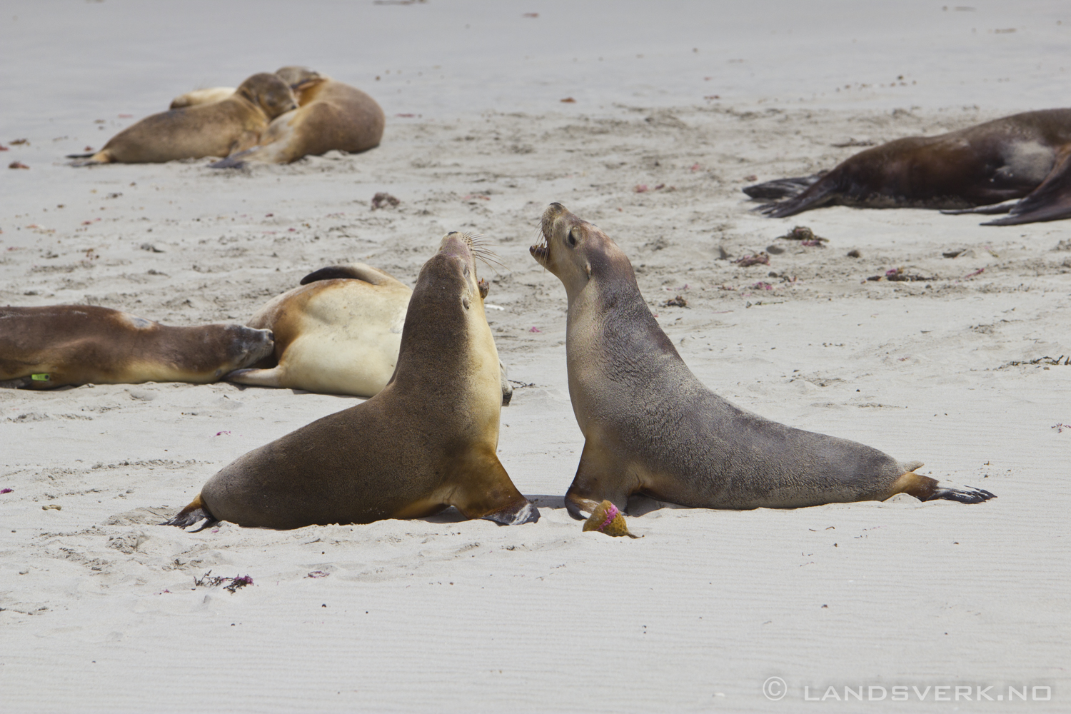 Seal Bay, Kangaroo Island. 

(Canon EOS 550D / Sigma 70-200mm F2.8 OS)