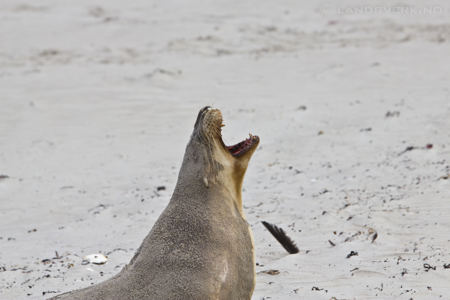Seal Bay, Kangaroo Island. 

(Canon EOS 550D / Sigma 70-200mm F2.8 OS)