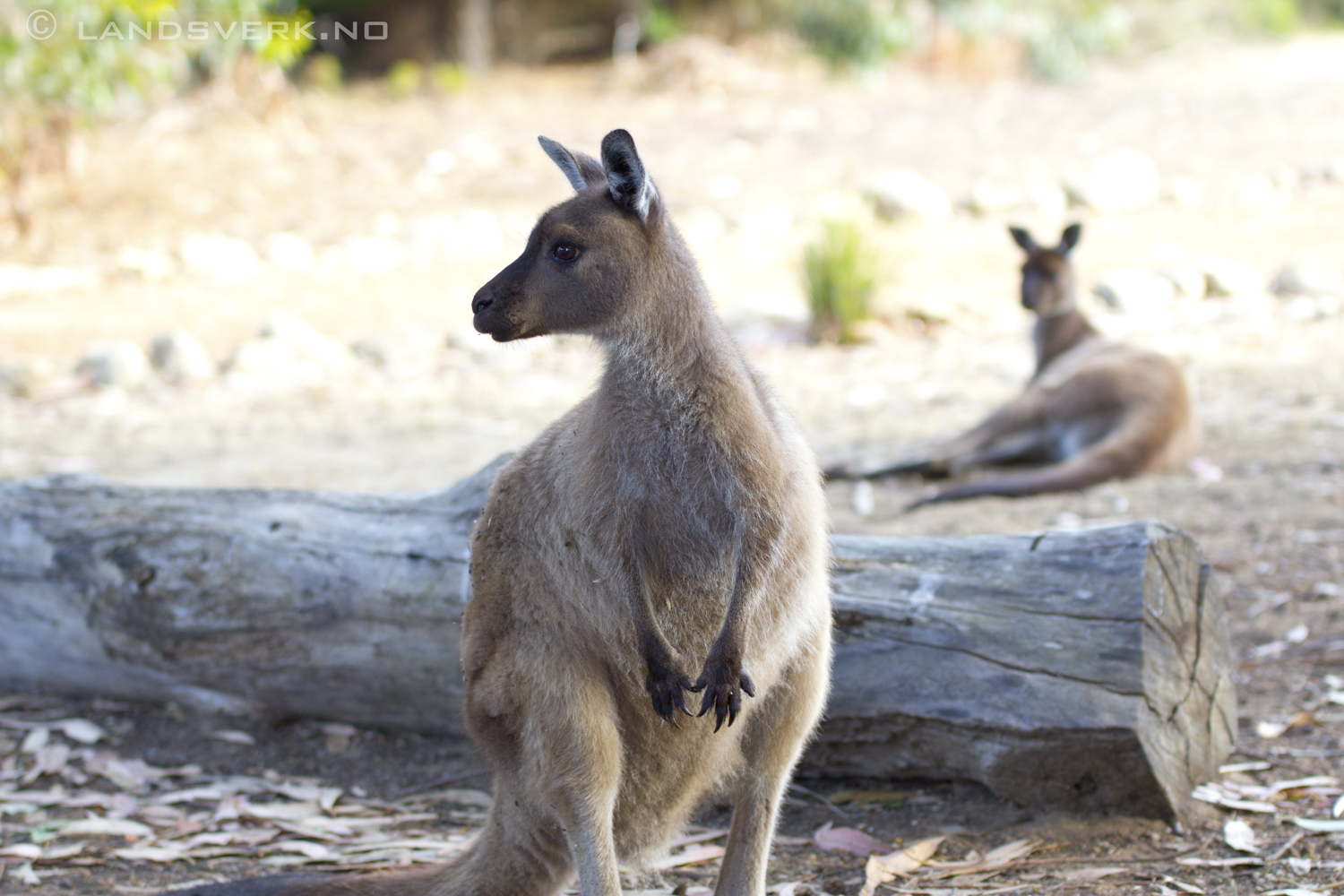Wild kangaroos, Kangaroo Island. 

(Canon EOS 550D / Sigma 70-200mm F2.8 OS)