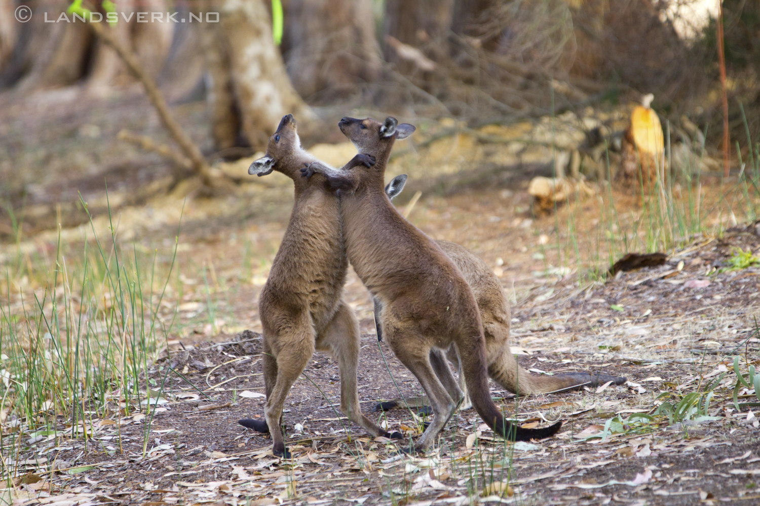 Wild kangaroos, Kangaroo Island. 

(Canon EOS 550D / Sigma 70-200mm F2.8 OS)