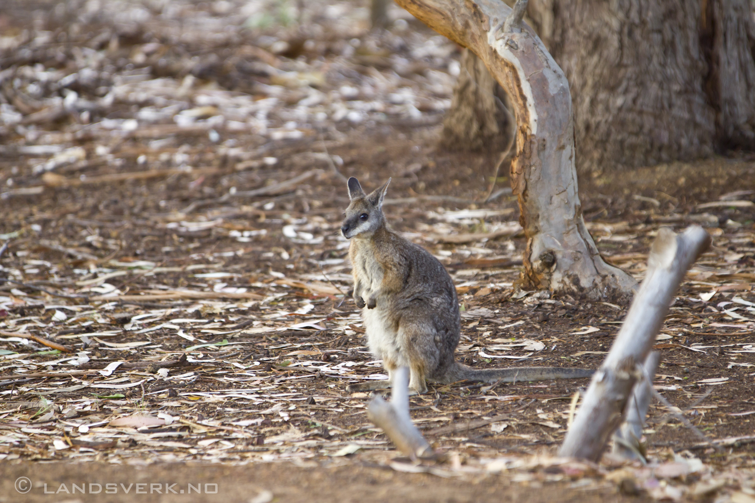 Wild wallaby, Kangaroo Island. 

(Canon EOS 550D / Sigma 70-200mm F2.8 OS)