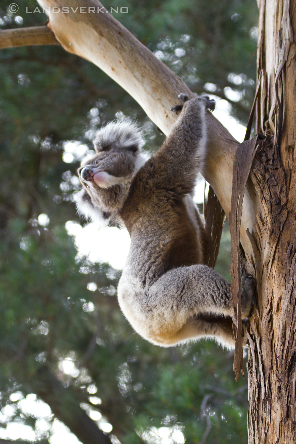 Wild koala, Kangaroo Island. 

(Canon EOS 550D / Sigma 70-200mm F2.8 OS)