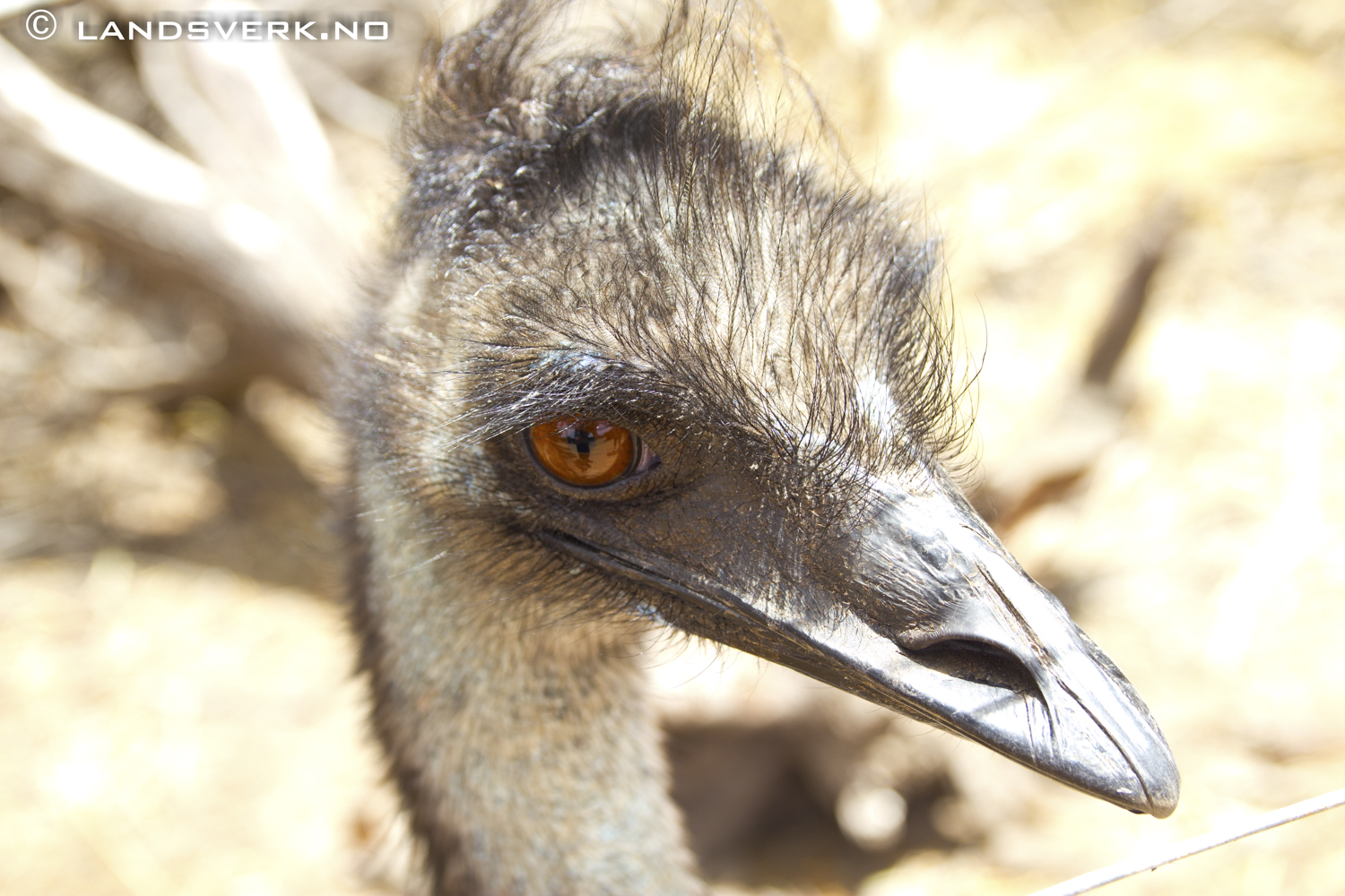 Wild emu, Kangaroo Island. 

(Canon EOS 550D / Sigma 18-50mm F2.8)