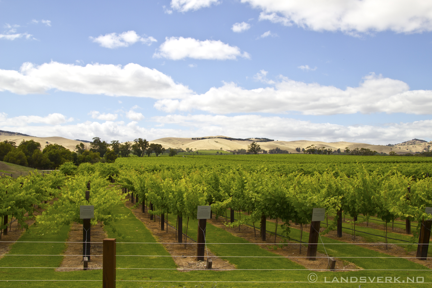 Jacob's Creek vineyards, Barossa Valley, South Australia. 

(Canon EOS 550D / Sigma 18-50mm F2.8)