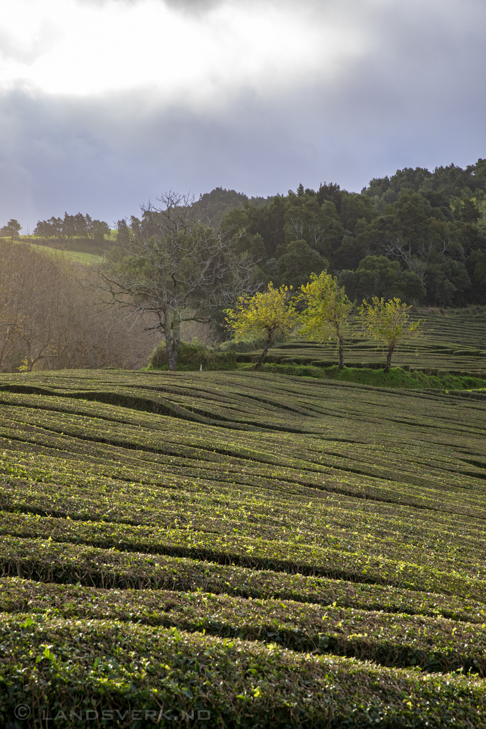 Porto Formoso tea plantation. São Miguel, Azores. (Canon EOS 5D Mark IV / Canon EF 24-70mm f/2.8 L II USM)