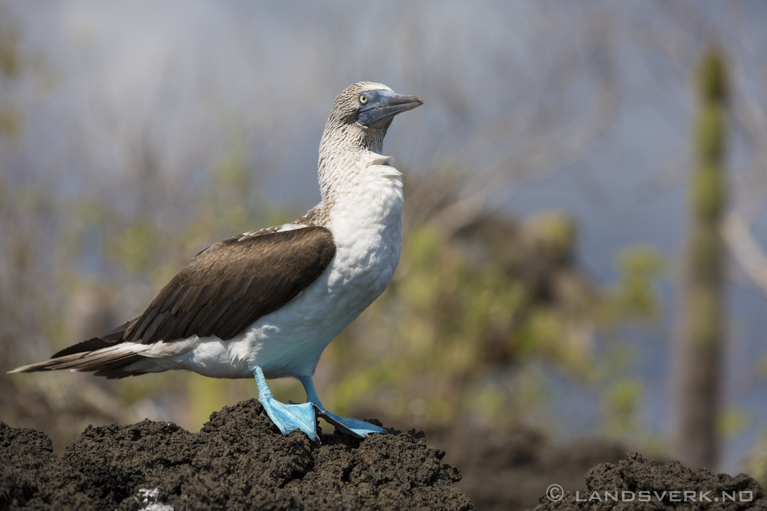 Wild Blue Footed Booby, Eden, Galapagos. 

(Canon EOS 5D Mark III / Canon EF 70-200mm f/2.8 L IS II USM)