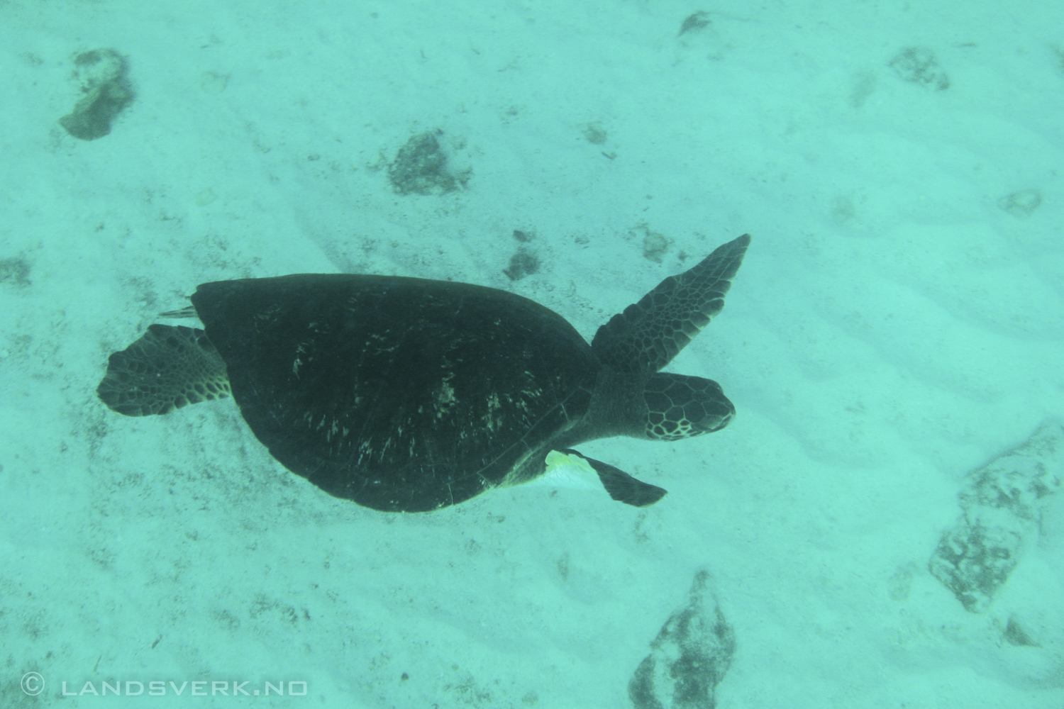 Swimming with wild Sea Turtles, Islas Plaza, Isla Santa Cruz, Galapagos. 

(Canon IXUS 970IS / DiCaPac WP-310)