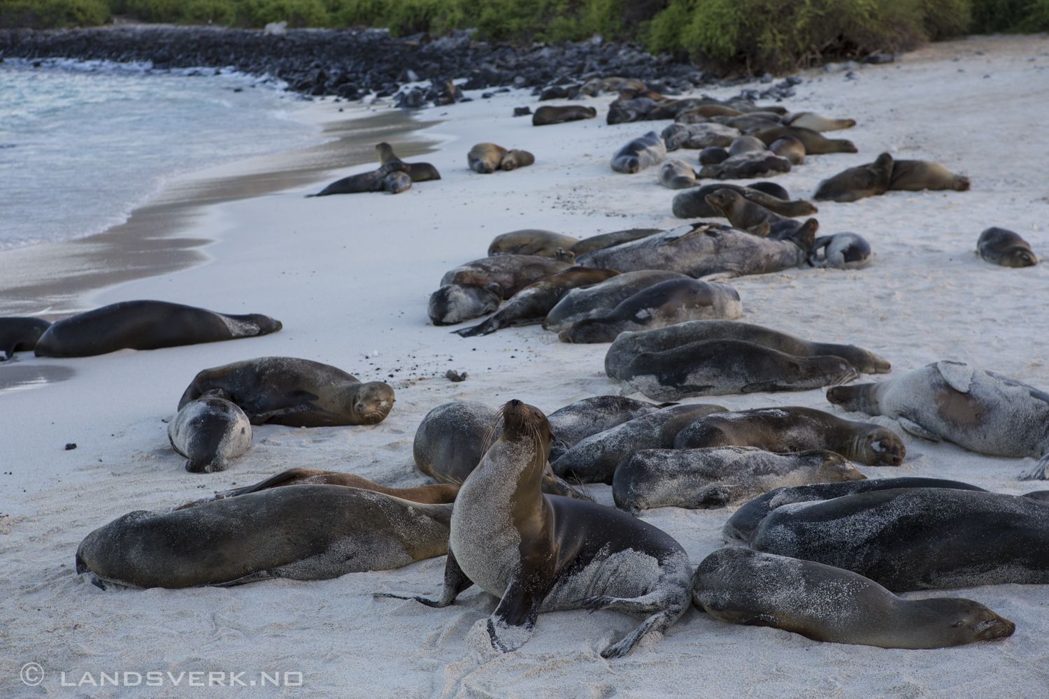 Wild Sea Lions, Islas Plaza, Isla Santa Cruz, Galapagos. 

(Canon EOS 5D Mark III / Canon EF 24-70mm f/2.8 L USM)