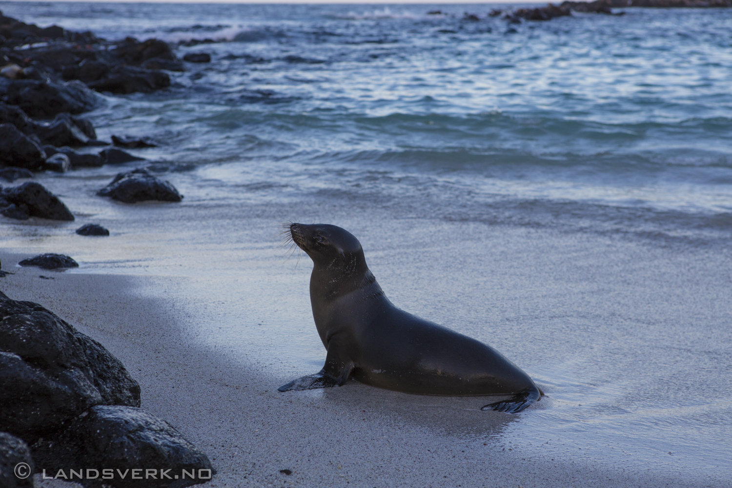 Wild Sea Lion, Islas Plaza, Isla Santa Cruz, Galapagos. 

(Canon EOS 5D Mark III / Canon EF 24-70mm f/2.8 L USM)