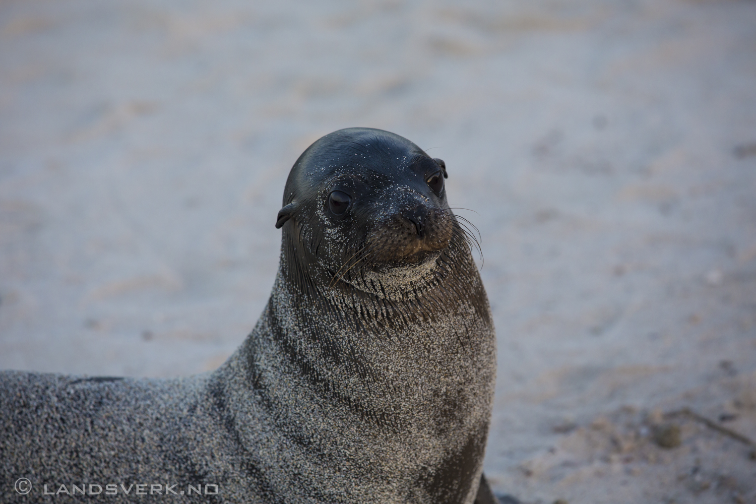Wild Sea Lion, Islas Plaza, Isla Santa Cruz, Galapagos. 

(Canon EOS 5D Mark III / Canon EF 70-200mm f/2.8 L IS II USM)