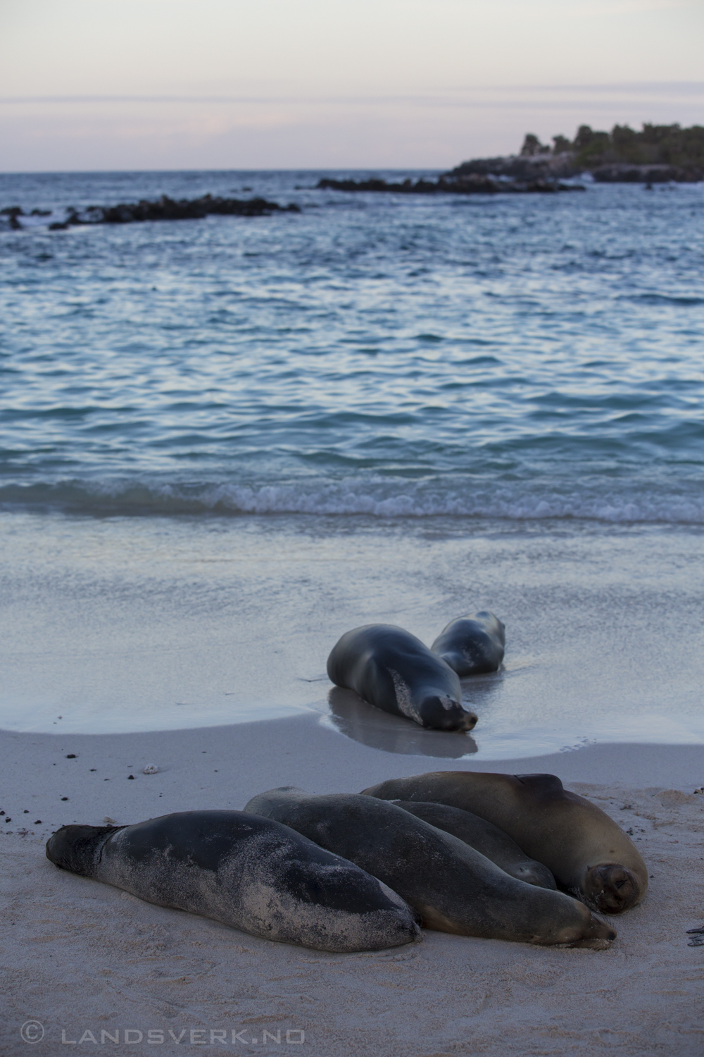 Wild Sea Lions, Islas Plaza, Isla Santa Cruz, Galapagos. 

(Canon EOS 5D Mark III / Canon EF 70-200mm f/2.8 L IS II USM)