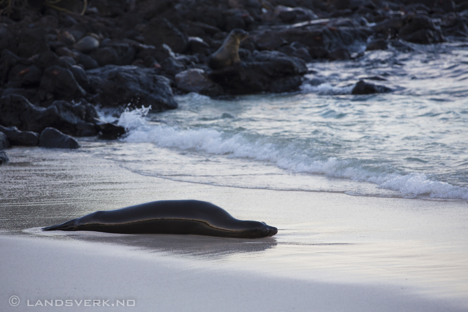 Wild Sea Lion, Islas Plaza, Isla Santa Cruz, Galapagos. 

(Canon EOS 5D Mark III / Canon EF 70-200mm f/2.8 L IS II USM)