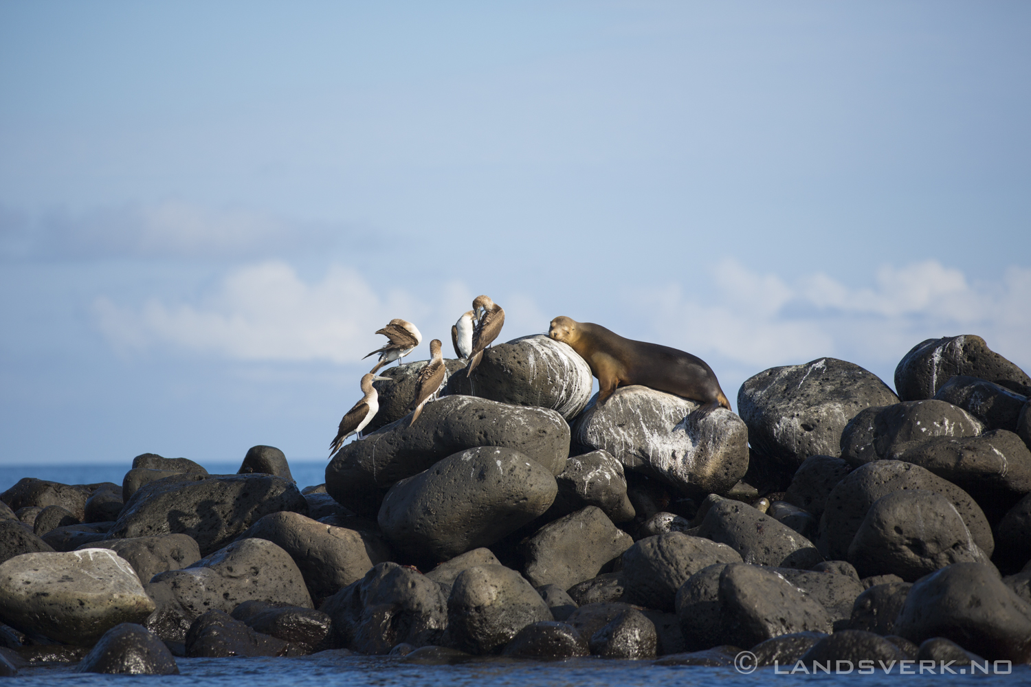 Wild Sea Lion and some Blue Footed Boobies (yeees yes funny name), Isla Lobos, San Cristobal, Galapagos. 

(Canon EOS 5D Mark III / Canon EF 70-200mm f/2.8 L IS II USM)
