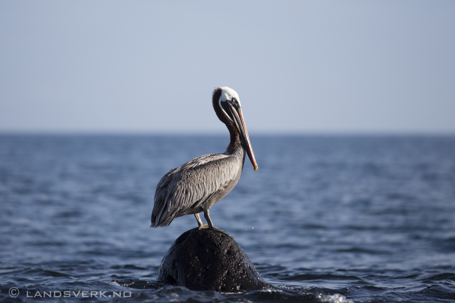 Wild Pelican, Isla Lobos, San Cristobal, Galapagos. 

(Canon EOS 5D Mark III / Canon EF 70-200mm f/2.8 L IS II USM)