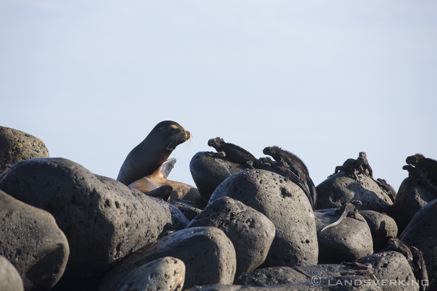 Wild Sea Lion and some Iguanas, Isla Lobos, San Cristobal, Galapagos. 

(Canon EOS 5D Mark III / Canon EF 70-200mm f/2.8 L IS II USM)