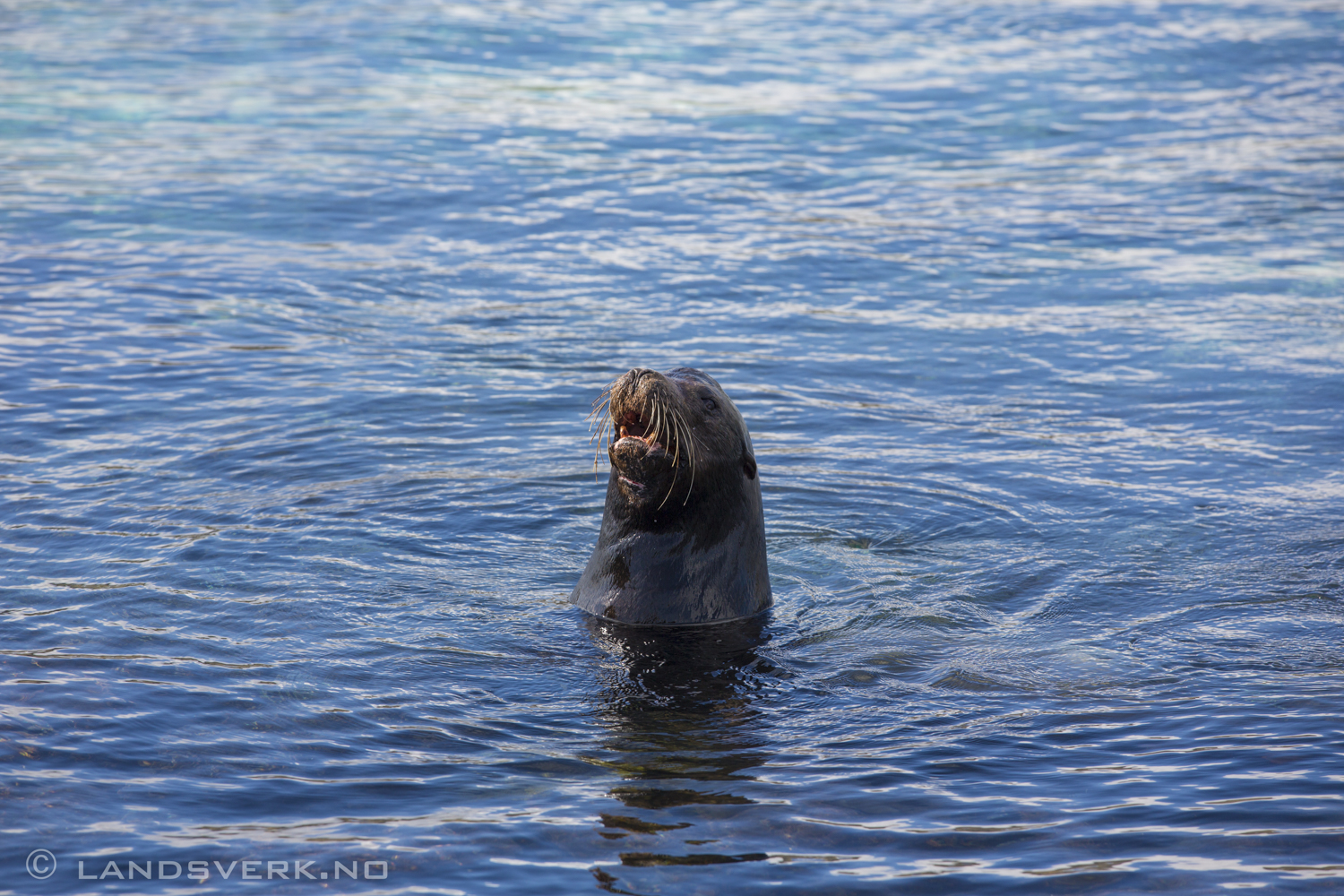 Wild Sea Lion, Isla Lobos, San Cristobal, Galapagos. 

(Canon EOS 5D Mark III / Canon EF 70-200mm f/2.8 L IS II USM)