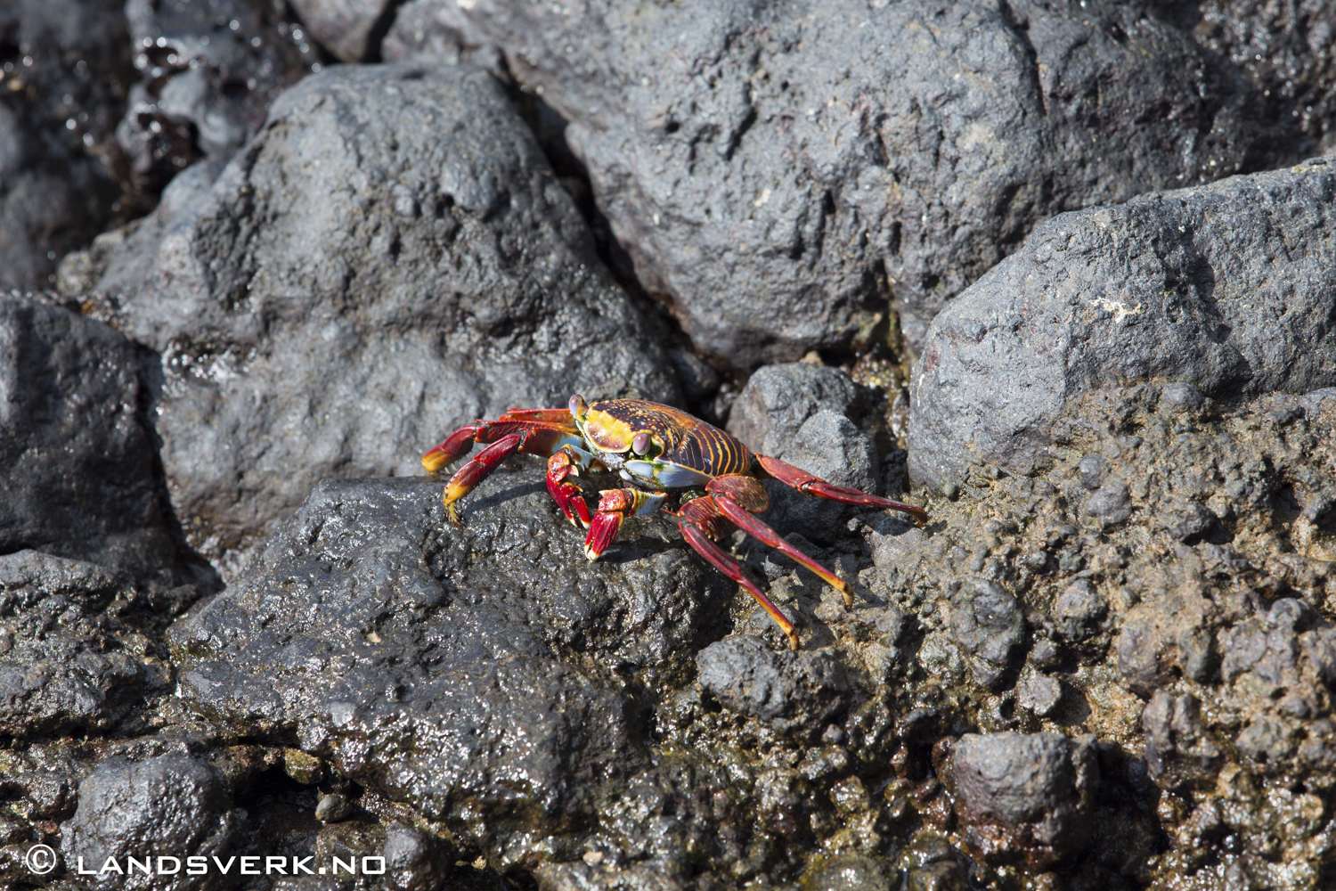 Galapagos Crab, Isla Lobos, San Cristobal, Galapagos. 

(Canon EOS 5D Mark III / Canon EF 70-200mm f/2.8 L IS II USM)