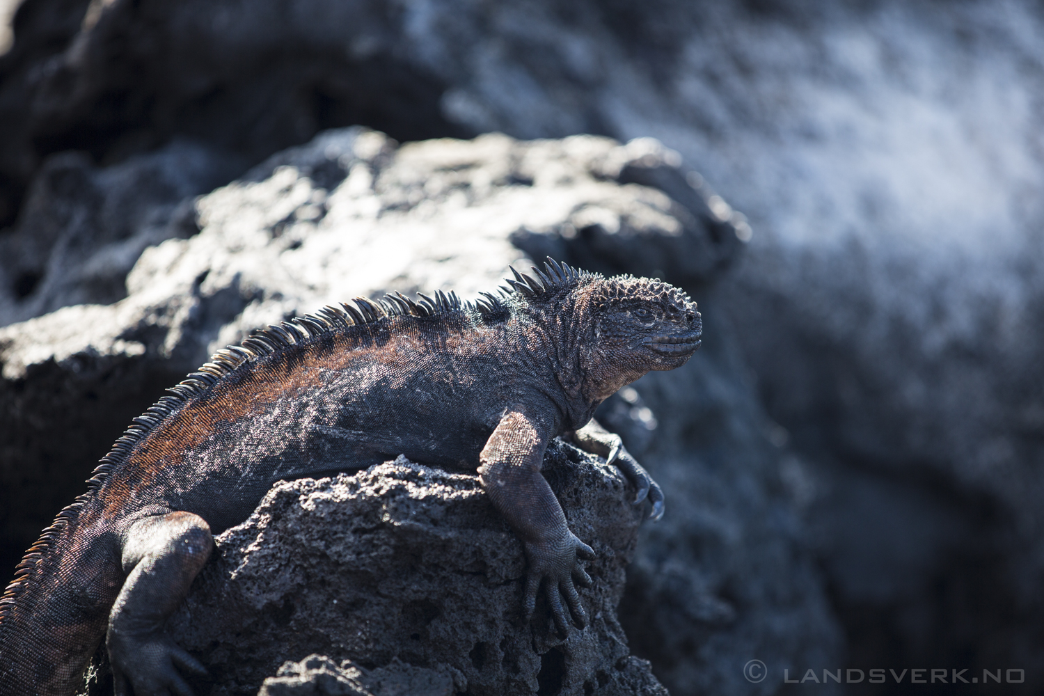 Wild Iguana, Isla Lobos, San Cristobal, Galapagos. 

(Canon EOS 5D Mark III / Canon EF 70-200mm f/2.8 L IS II USM)
