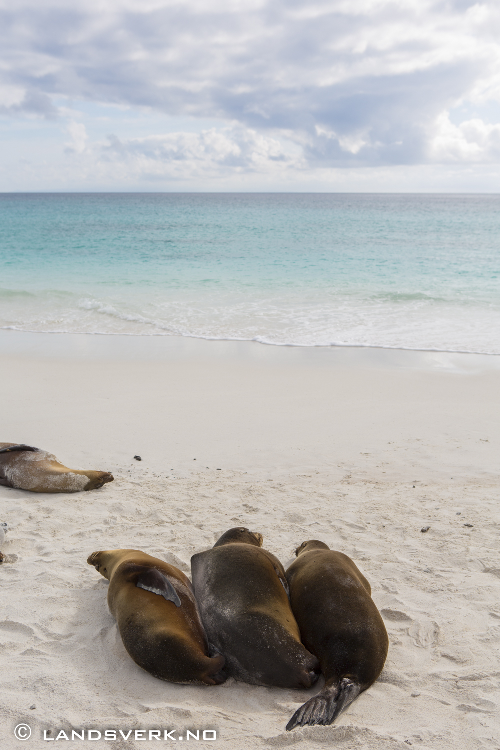 Wild Sea Lions, Gardner Bay, Isla Espanola, Galapagos. 

(Canon EOS 5D Mark III / Canon EF 24-70mm f/2.8 L USM)