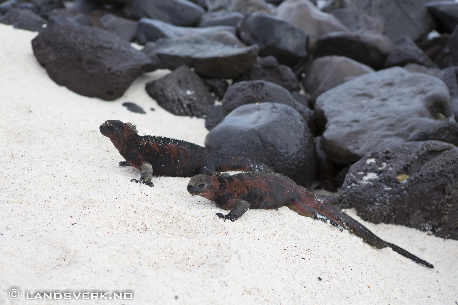 Wild Iguanas, Gardner Bay, Isla Espanola, Galapagos. 

(Canon EOS 5D Mark III / Canon EF 24-70mm f/2.8 L USM)