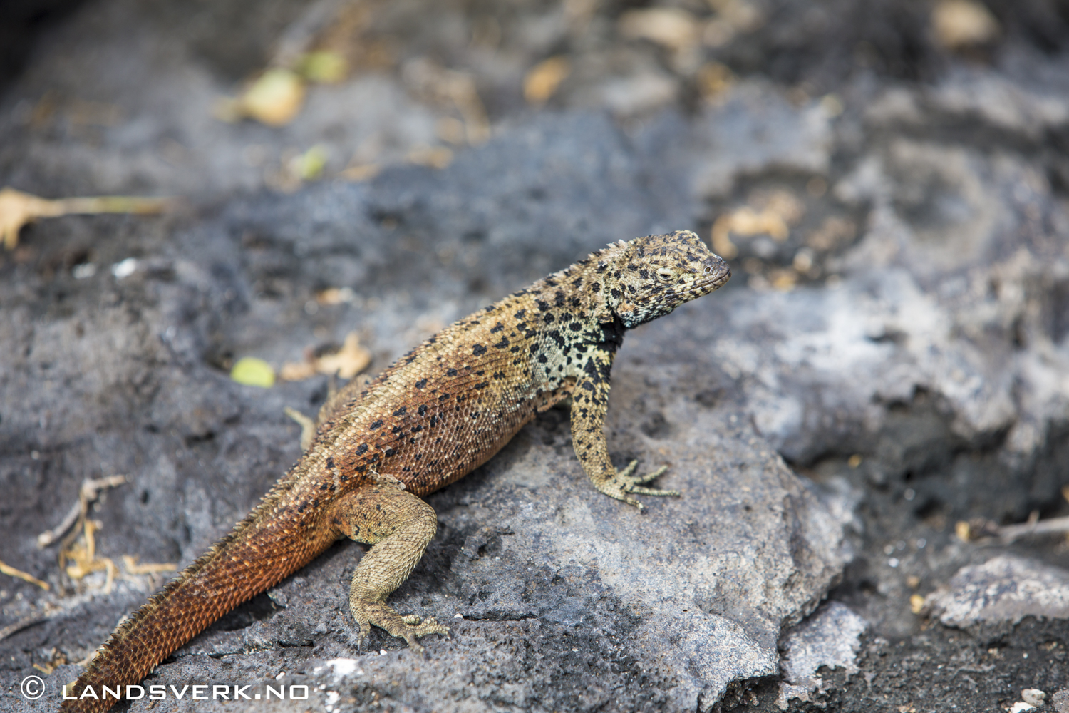 Lava Lizard, Punta Suarez, Isla Espanola, Galapagos. 

(Canon EOS 5D Mark III / Canon EF 70-200mm f/2.8 L IS II USM)