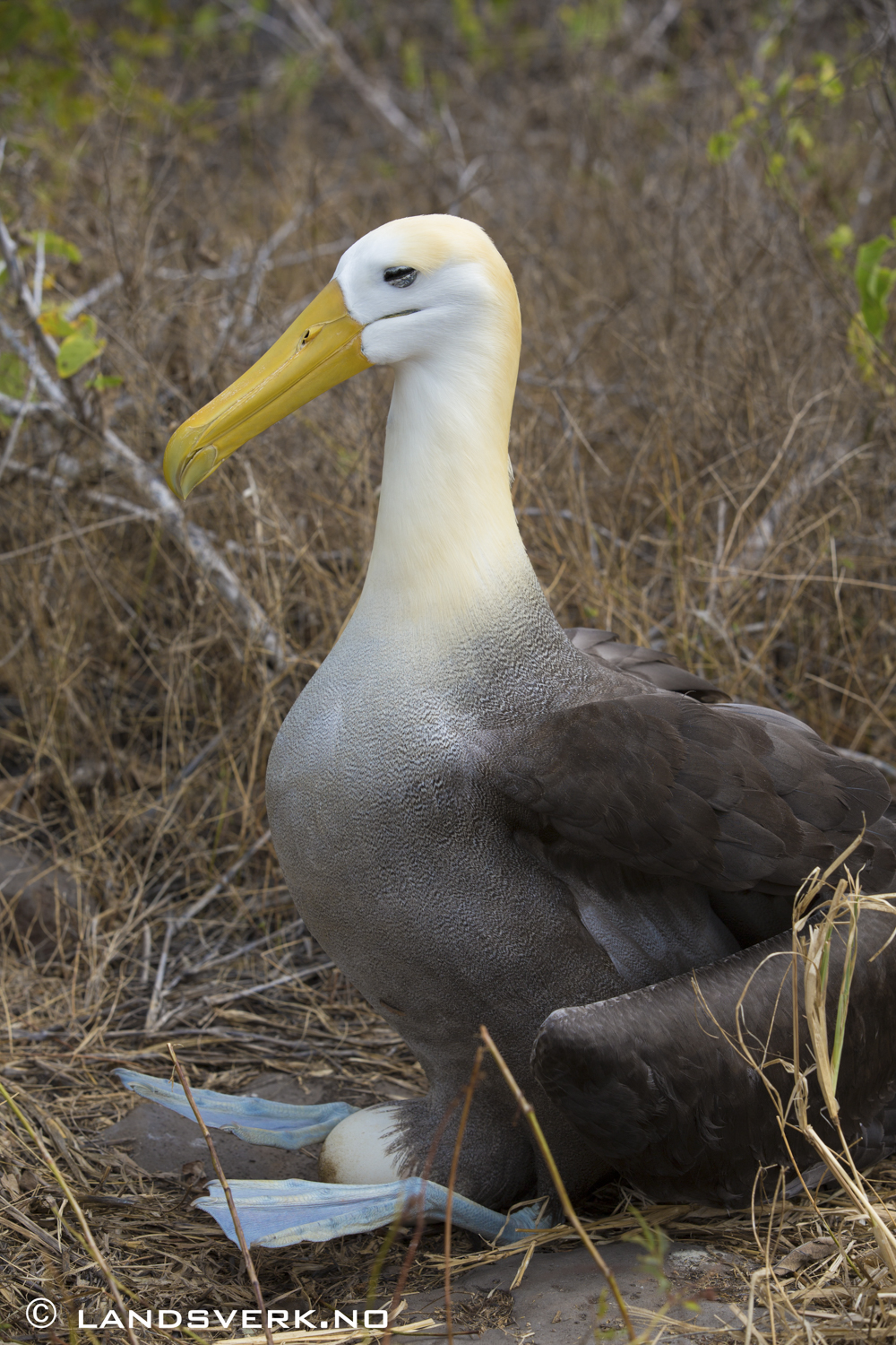 Wild Albatross, Punta Suarez, Isla Espanola, Galapagos. 

(Canon EOS 5D Mark III / Canon EF 70-200mm f/2.8 L IS II USM)