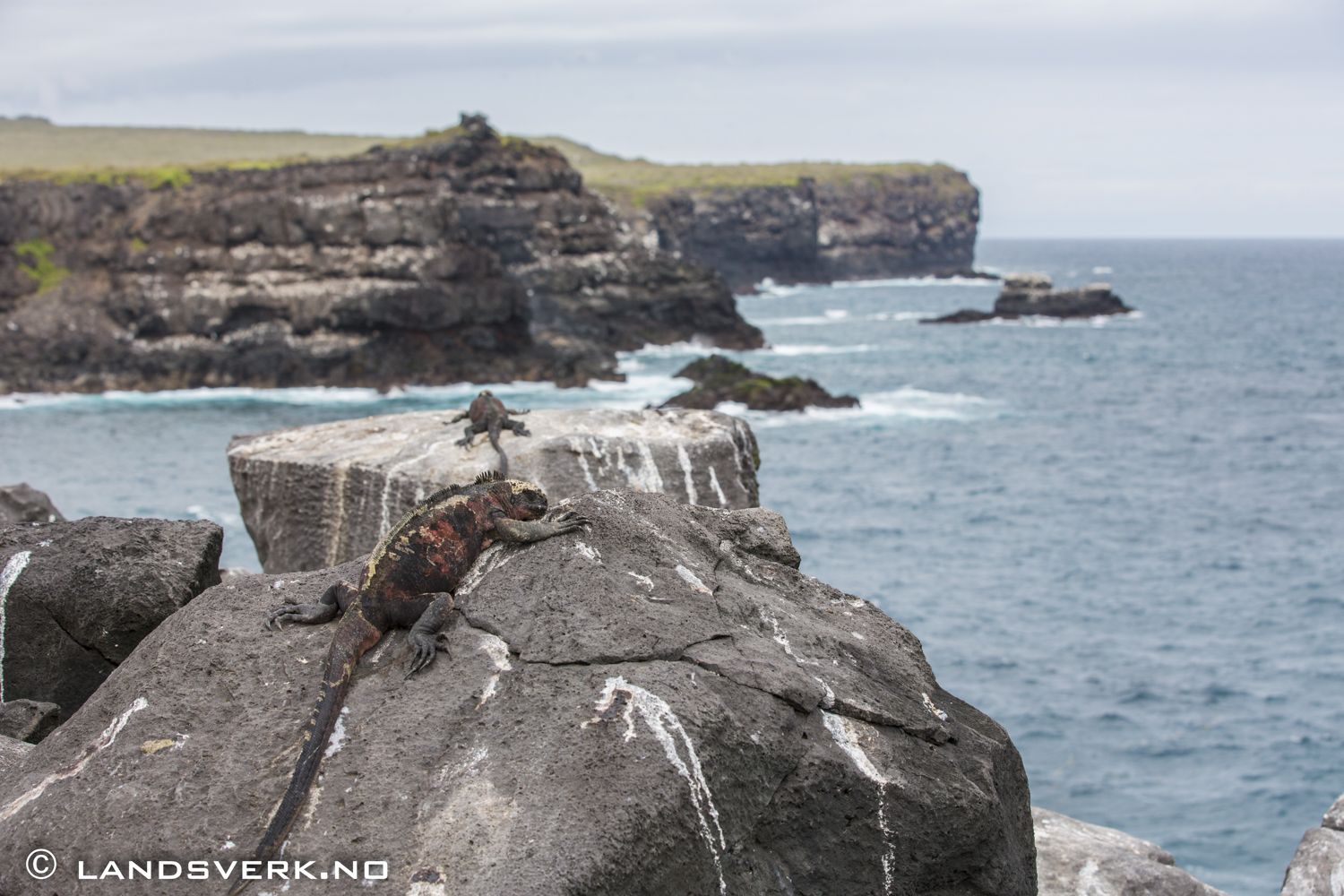 Wild Iguanas, Punta Suarez, Isla Espanola, Galapagos. 

(Canon EOS 5D Mark III / Canon EF 70-200mm f/2.8 L IS II USM)