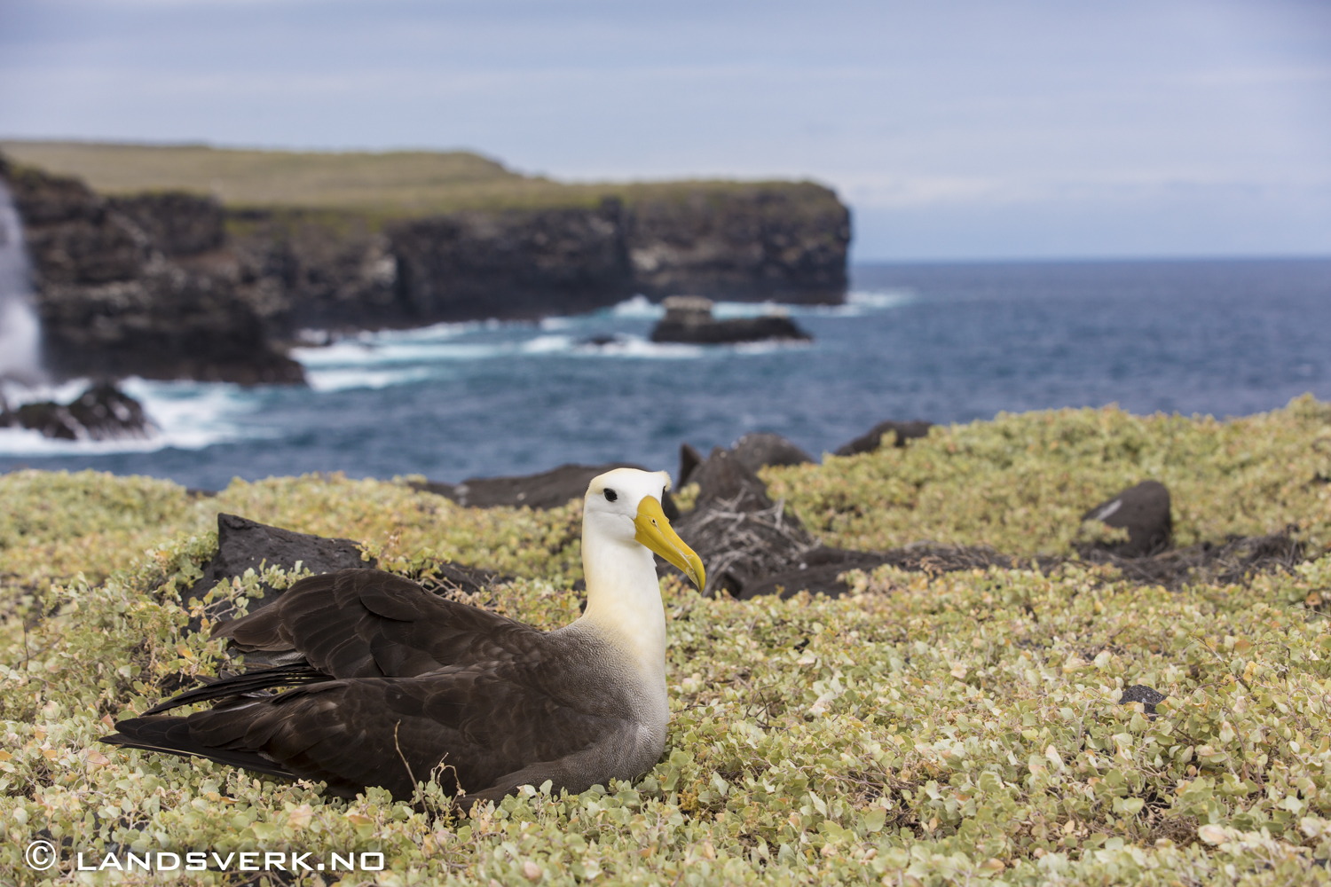 Wild Albatross, Punta Suarez, Isla Espanola, Galapagos. 

(Canon EOS 5D Mark III / Canon EF 70-200mm f/2.8 L IS II USM)