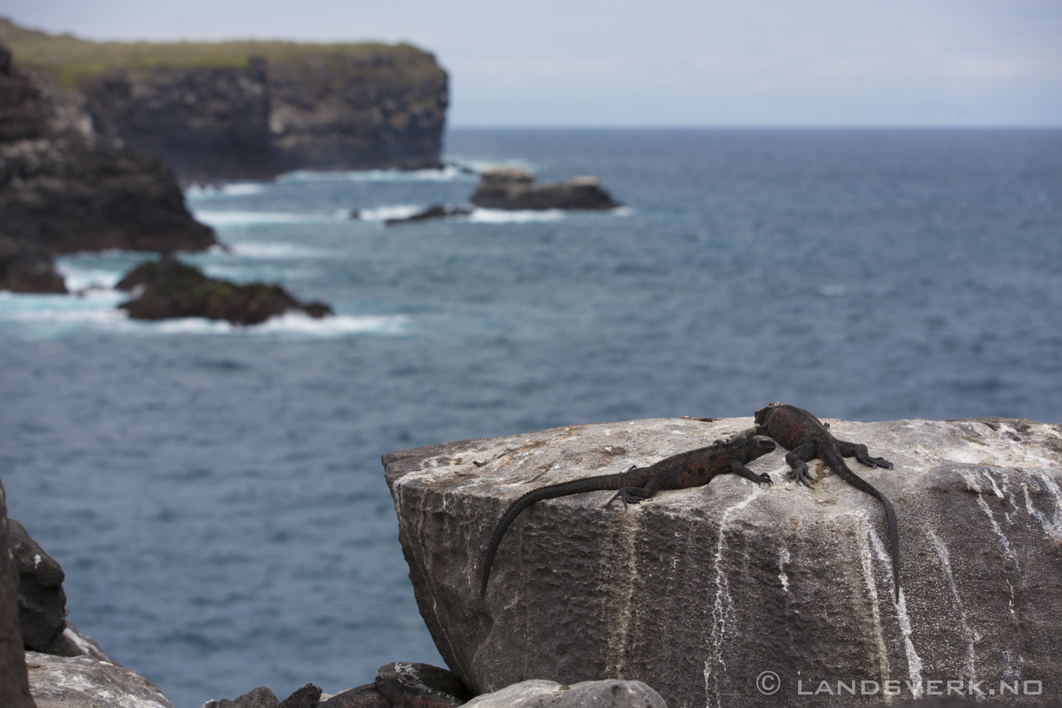 Wild Iguanas, Punta Suarez, Isla Espanola, Galapagos. 

(Canon EOS 5D Mark III / Canon EF 70-200mm f/2.8 L IS II USM)