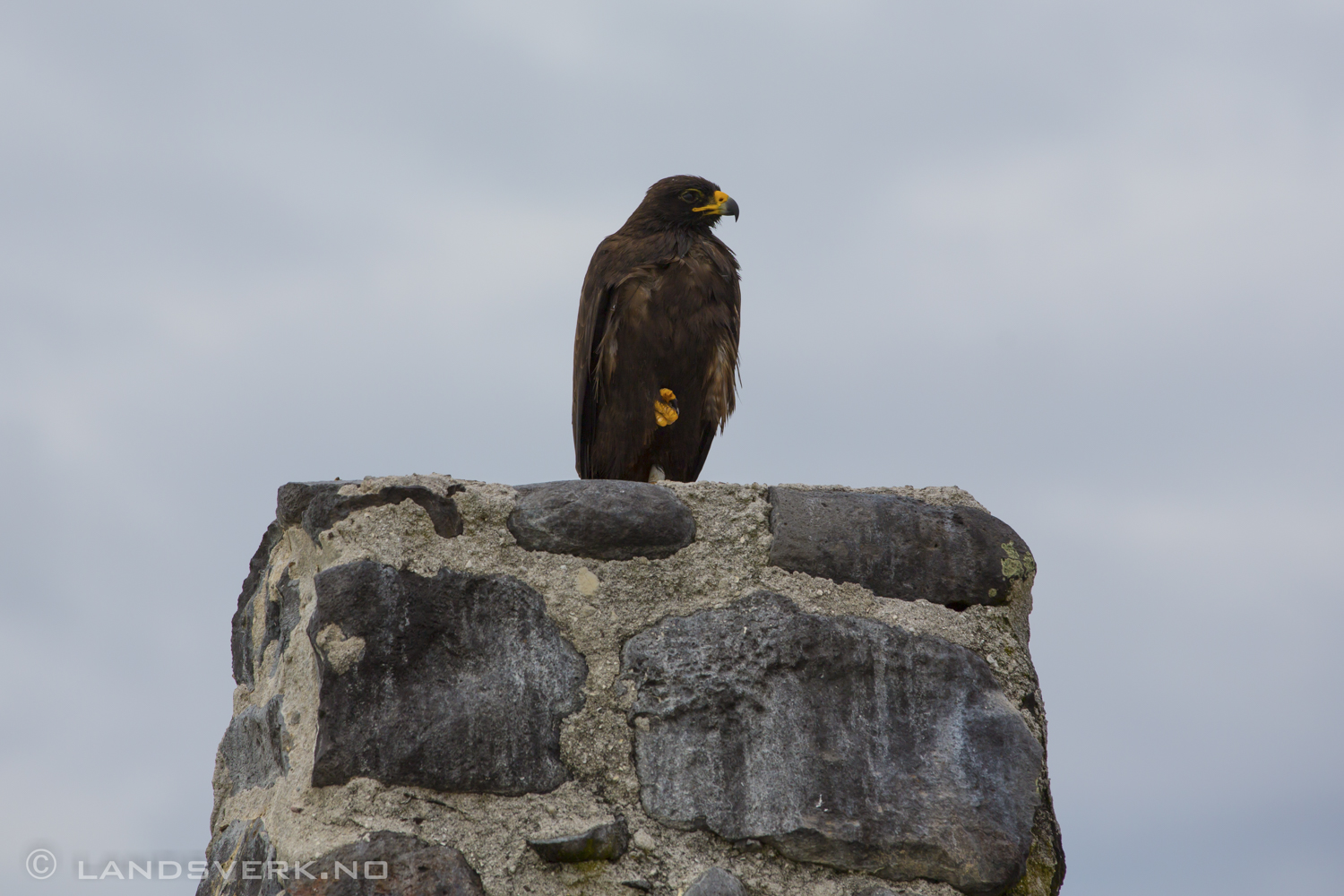 Galapagos Hawk, Punta Suarez, Isla Espanola, Galapagos. 

(Canon EOS 5D Mark III / Canon EF 70-200mm f/2.8 L IS II USM)
