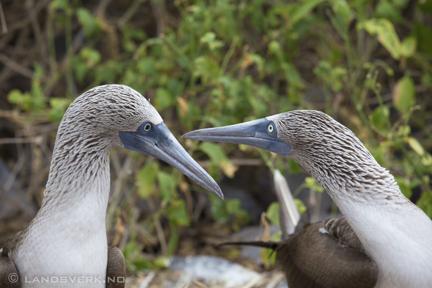 Wild Blue Footed Boobies, Punta Suarez, Isla Espanola, Galapagos. 

(Canon EOS 5D Mark III / Canon EF 70-200mm f/2.8 L IS II USM)