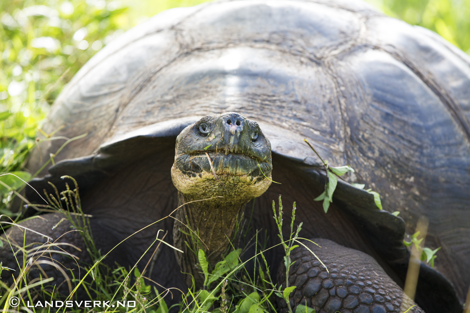 Galapagos Giant Turtle, Highlands, Santa Cruz, Galapagos. 

(Canon EOS 5D Mark III / Canon EF 70-200mm f/2.8 L IS II USM)