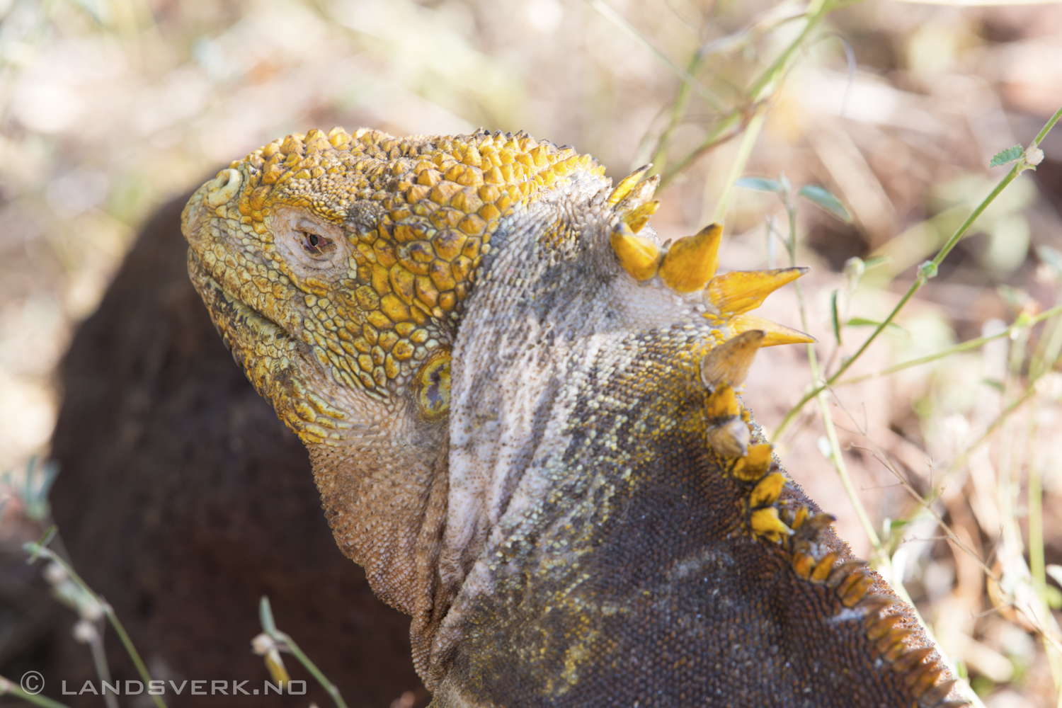 Wild Iguana, Cerro Dragon, Galapagos. 

(Canon EOS 5D Mark III / Canon EF 70-200mm f/2.8 L IS II USM)