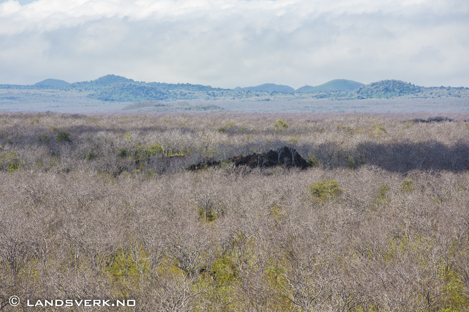 Cerro Dragon, Galapagos. Dryyy. 

(Canon EOS 5D Mark III / Canon EF 70-200mm f/2.8 L IS II USM)