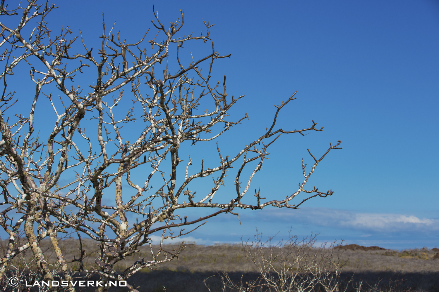 Cerro Dragon, Galapagos. 

(Canon EOS 5D Mark III / Canon EF 70-200mm f/2.8 L IS II USM)