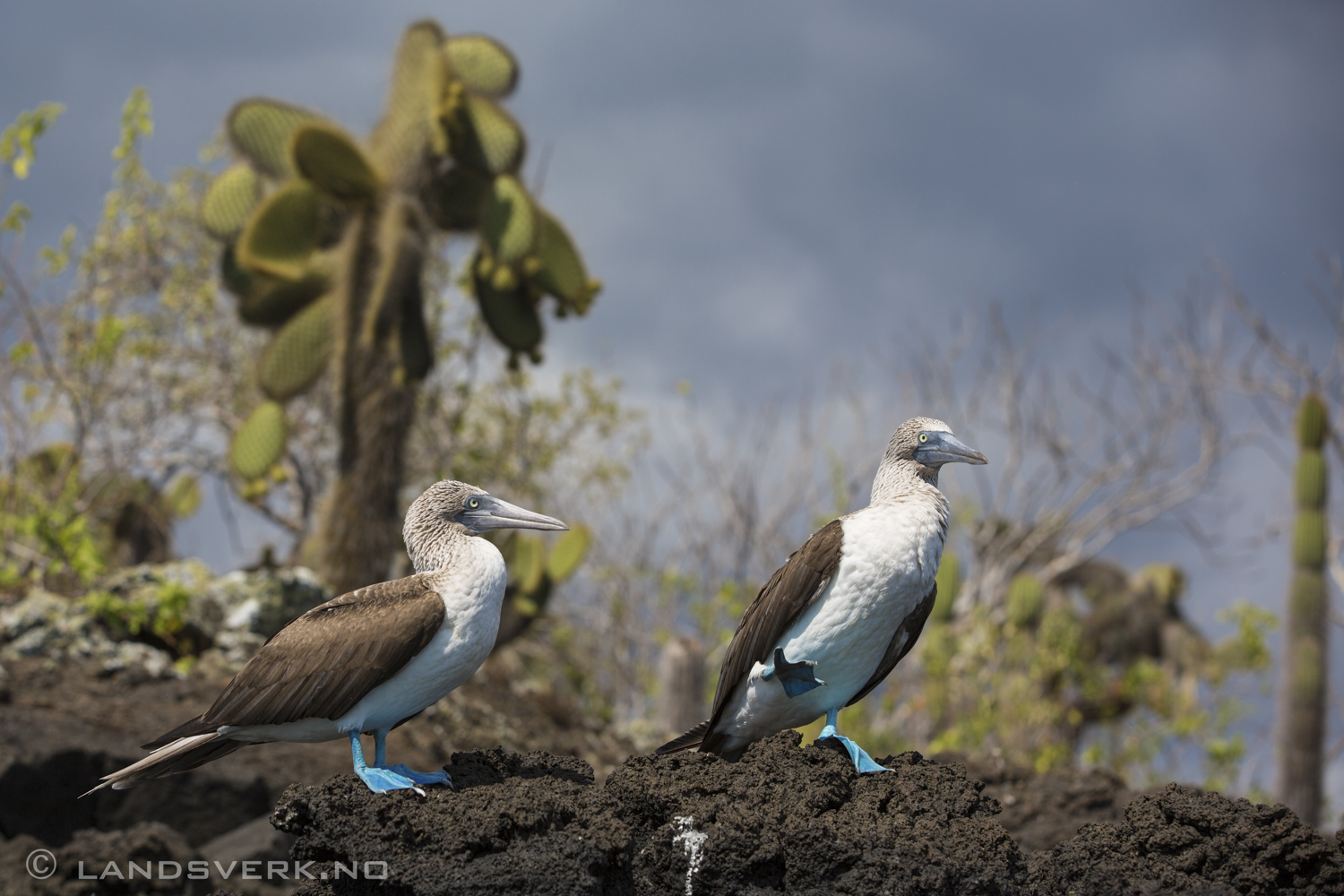 Wild Blue Footed Boobies doing their dancing, Eden, Galapagos. 

(Canon EOS 5D Mark III / Canon EF 70-200mm f/2.8 L IS II USM)
