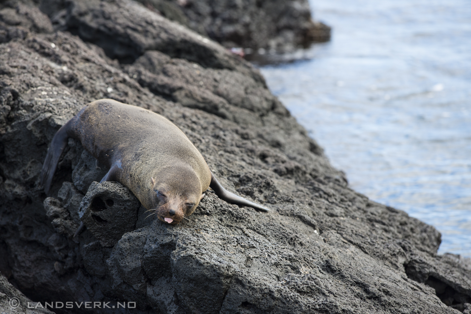 ZZZ. Wild Sea Lion, Puerto Egas, Isla Santiago, Galapagos. 

(Canon EOS 5D Mark III / Canon EF 70-200mm f/2.8 L IS II USM)
