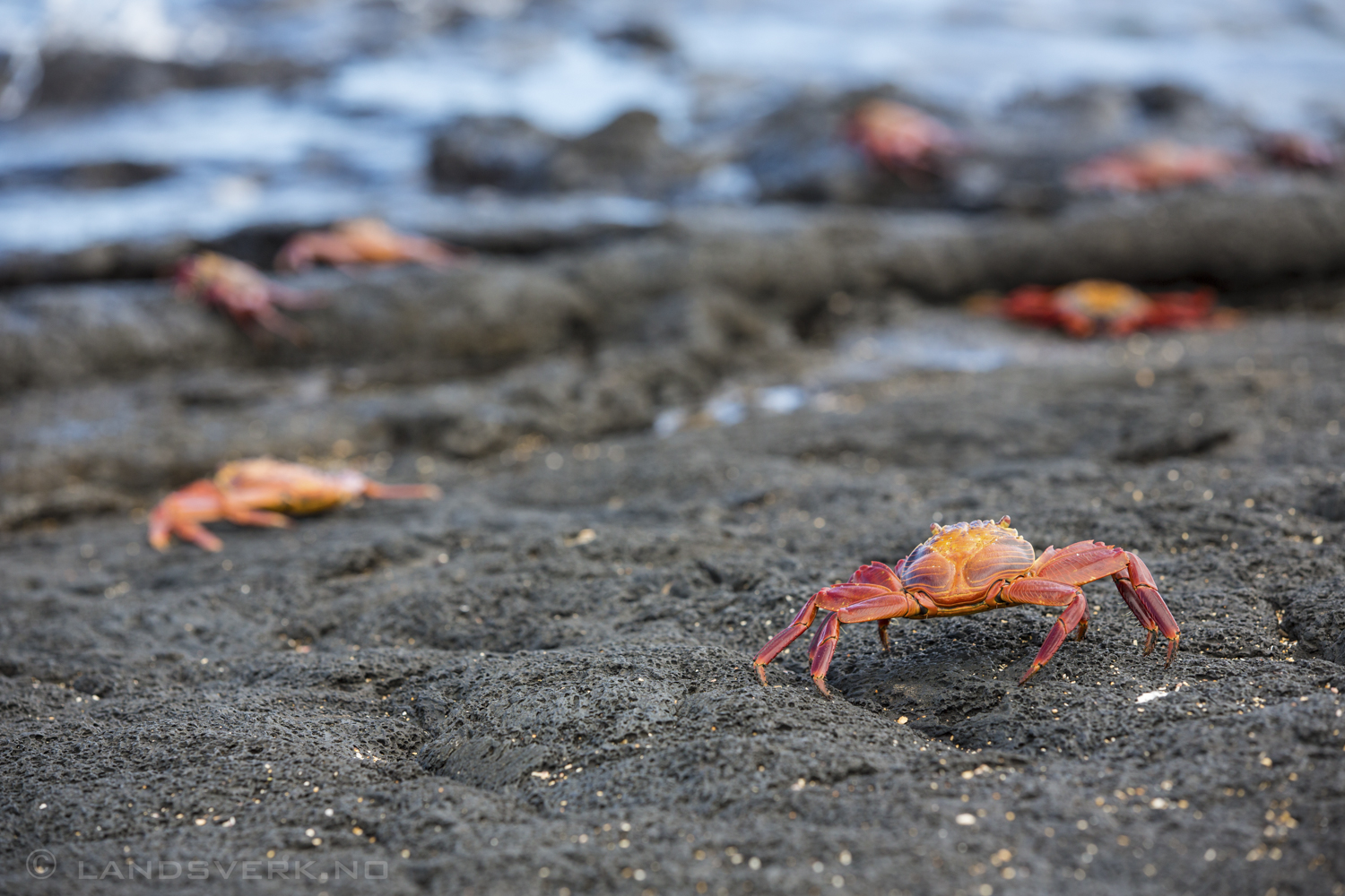 Galapagos Crabs, Puerto Egas, Isla Santiago, Galapagos. 

(Canon EOS 5D Mark III / Canon EF 70-200mm f/2.8 L IS II USM)
