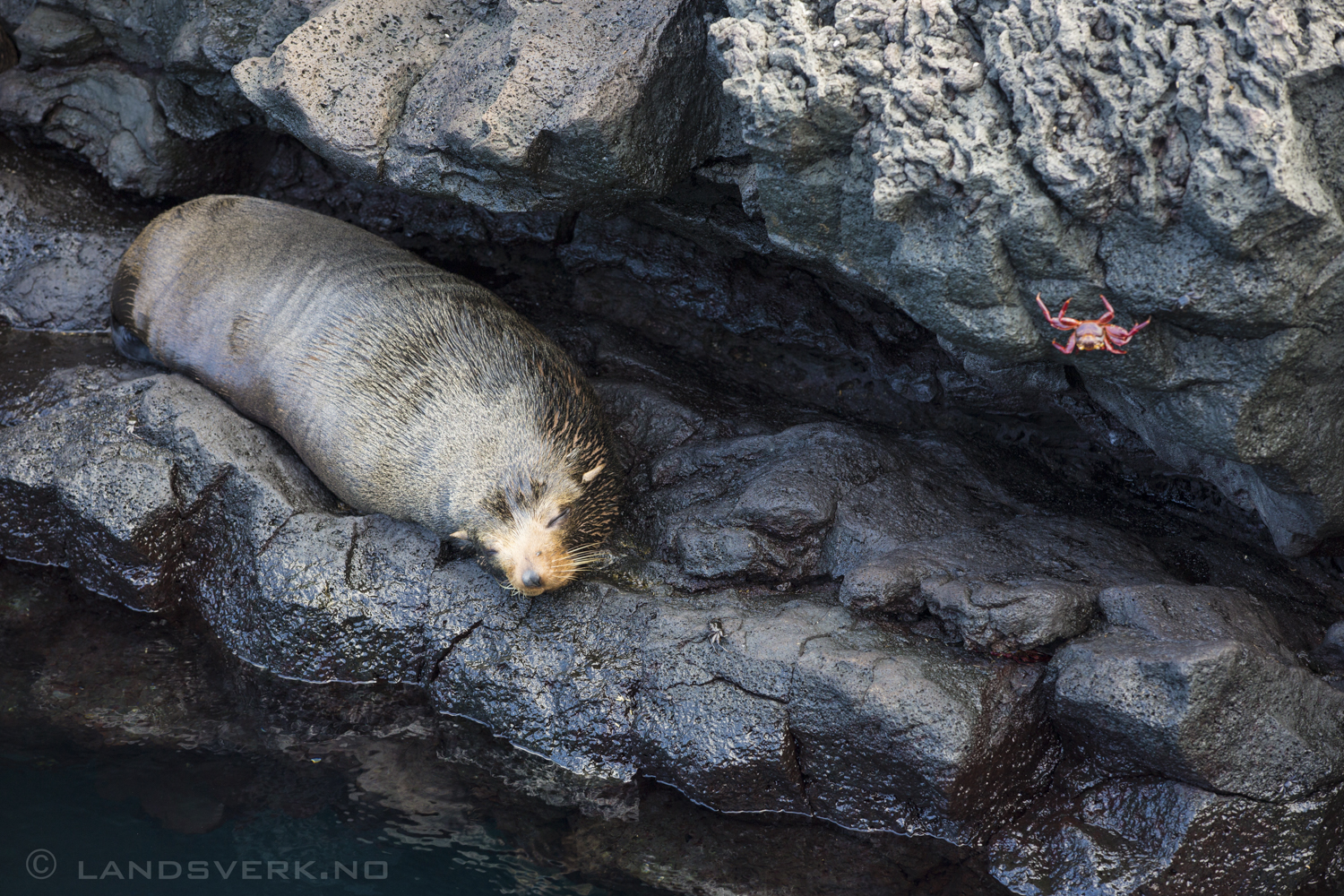 Wild Fur Seal, Puerto Egas, Isla Santiago, Galapagos. 

(Canon EOS 5D Mark III / Canon EF 70-200mm f/2.8 L IS II USM)