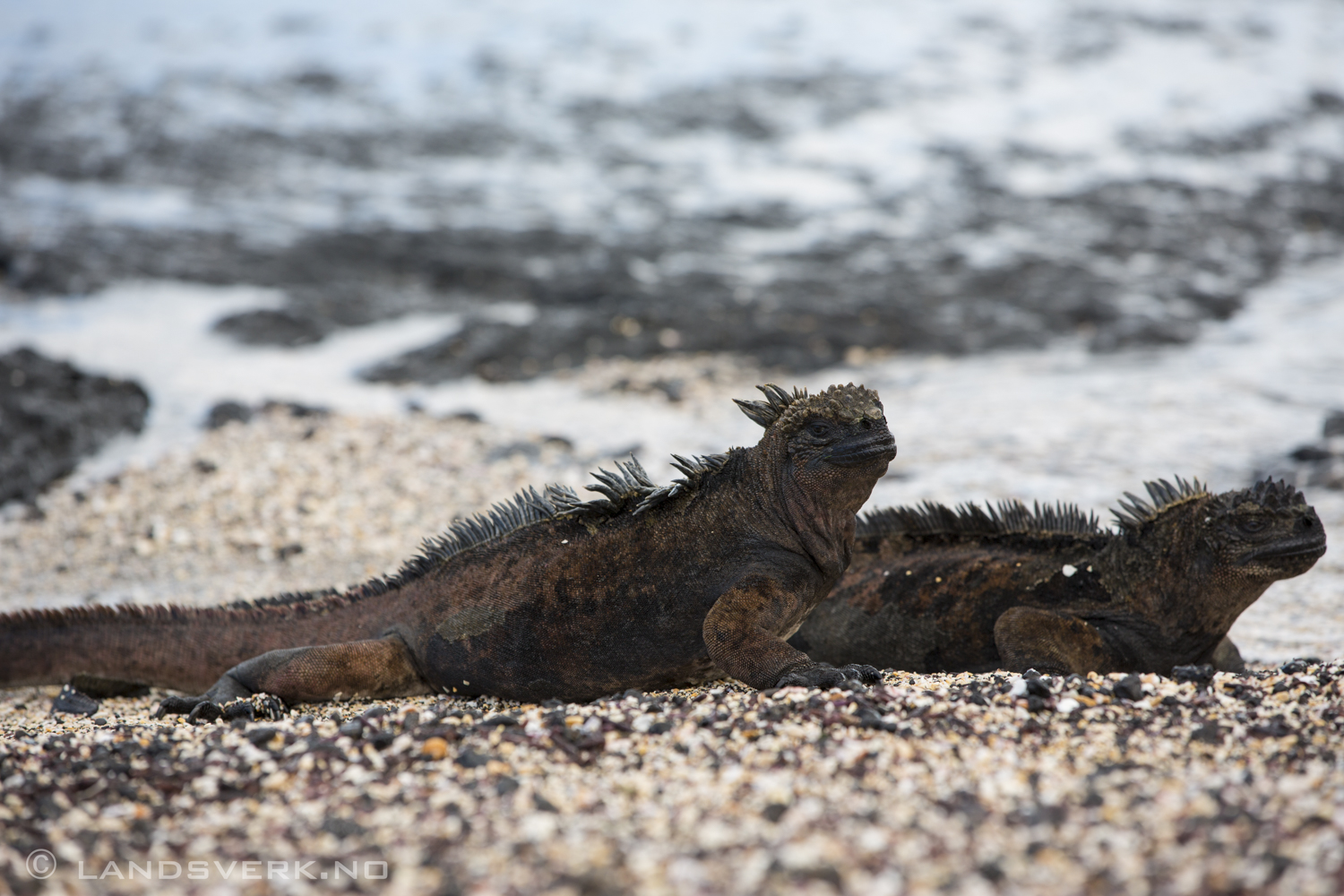 Wild Iguanas, Puerto Egas, Isla Santiago, Galapagos. 

(Canon EOS 5D Mark III / Canon EF 70-200mm f/2.8 L IS II USM)