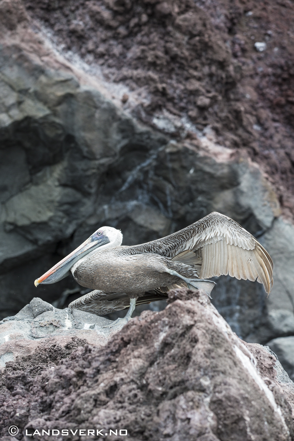 Wild Pelican doing some stretching, Bucaneer Cove, Isla Santiago, Galapagos. 

(Canon EOS 5D Mark III / Canon EF 70-200mm f/2.8 L IS II USM)