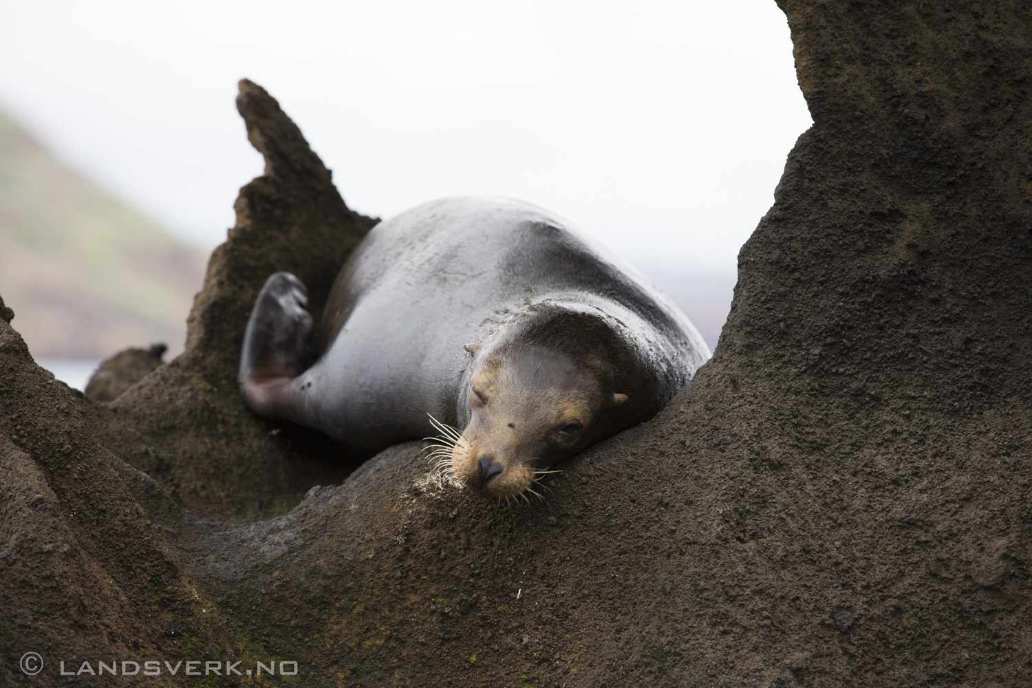 Wild Sea Lion, Bartolome Island, Galapagos. 

(Canon EOS 5D Mark III / Canon EF 70-200mm f/2.8 L IS II USM)