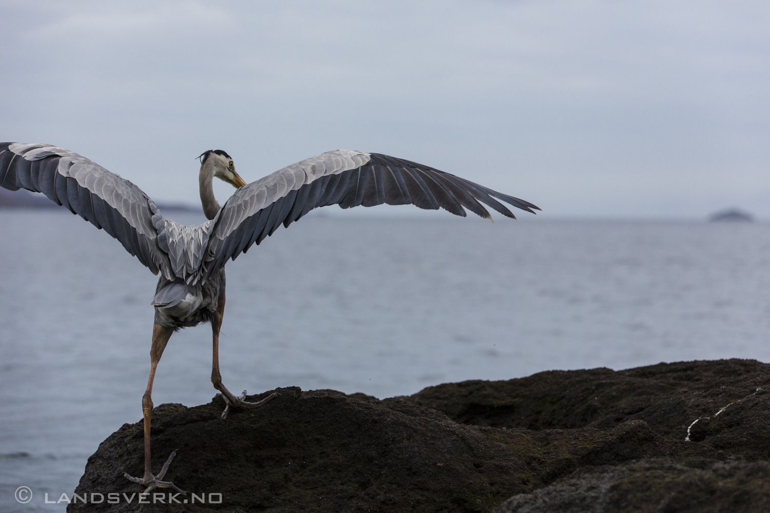 Wild Great Blue Heron, Bartolome Island, Galapagos. 

(Canon EOS 5D Mark III / Canon EF 70-200mm f/2.8 L IS II USM)