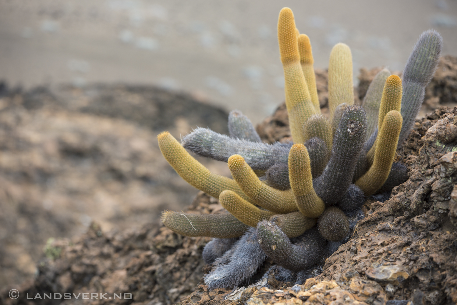 Spider Cactus, Bartolome Island, Galapagos. 

(Canon EOS 5D Mark III / Canon EF 70-200mm f/2.8 L IS II USM)