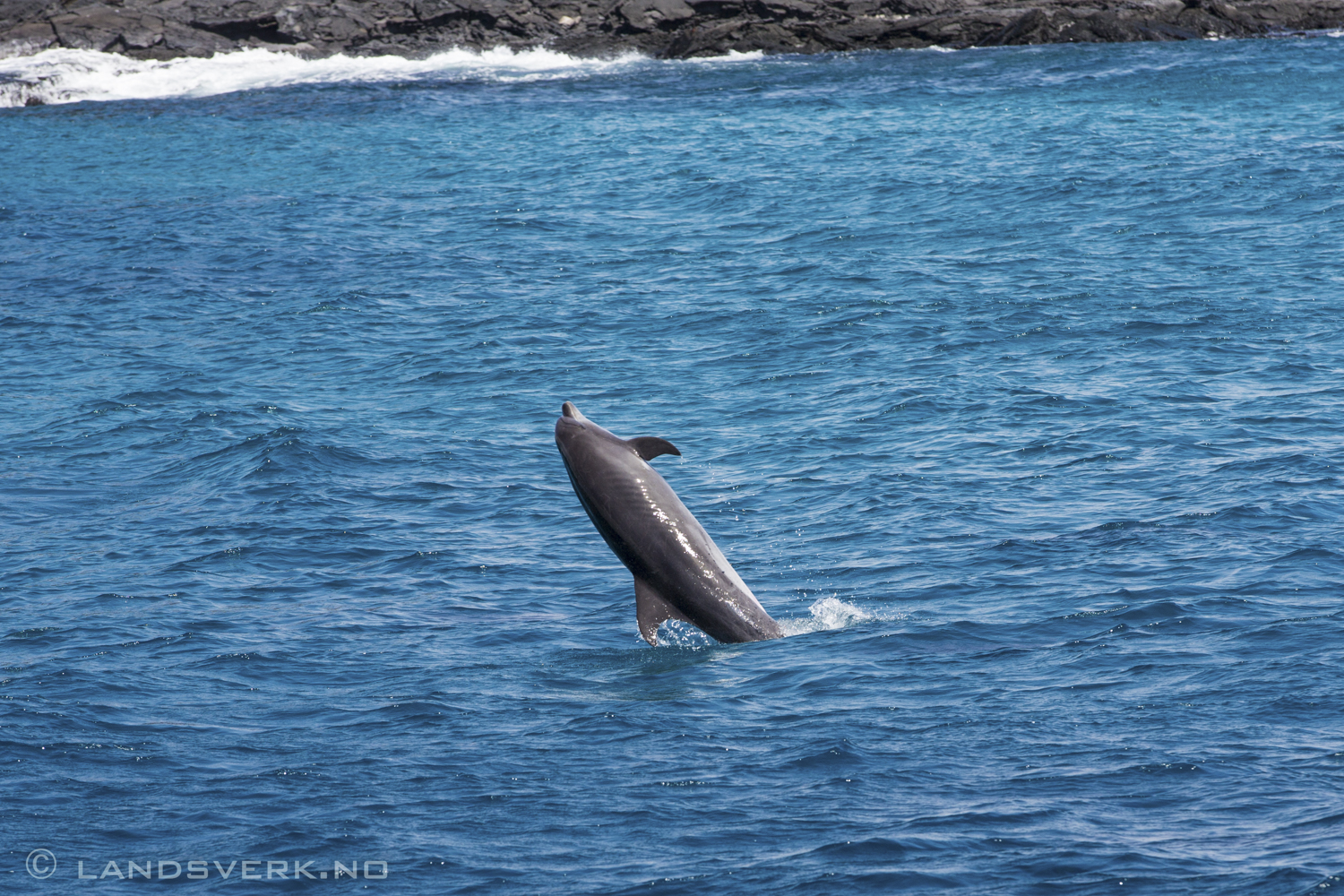 Wild Galapagos Dolphin, Sombrero Chino, Galapagos. 

(Canon EOS 5D Mark III / Canon EF 70-200mm f/2.8 L IS II USM)