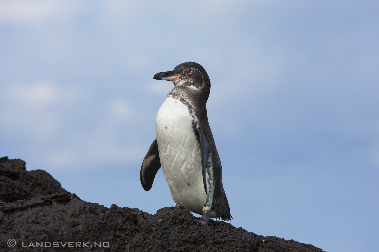 Wild Galapagos Penguin, Sombrero Chino, Galapagos. 

(Canon EOS 5D Mark III / Canon EF 70-200mm f/2.8 L IS II USM)
