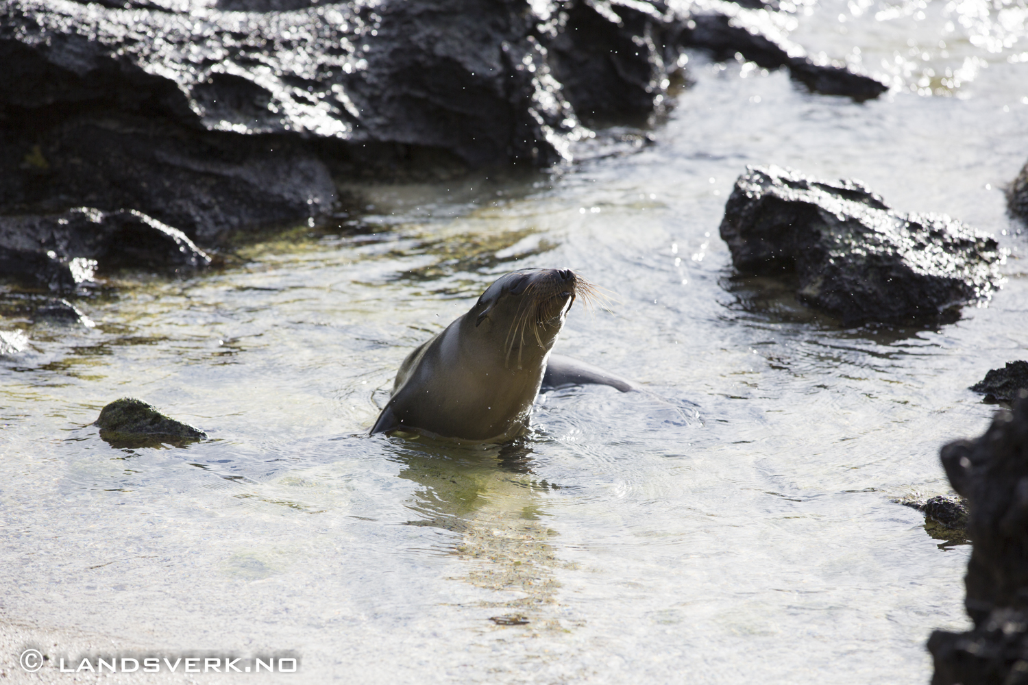 Wild Sea Lion, Sombrero Chino, Galapagos. 

(Canon EOS 5D Mark III / Canon EF 70-200mm f/2.8 L IS II USM)