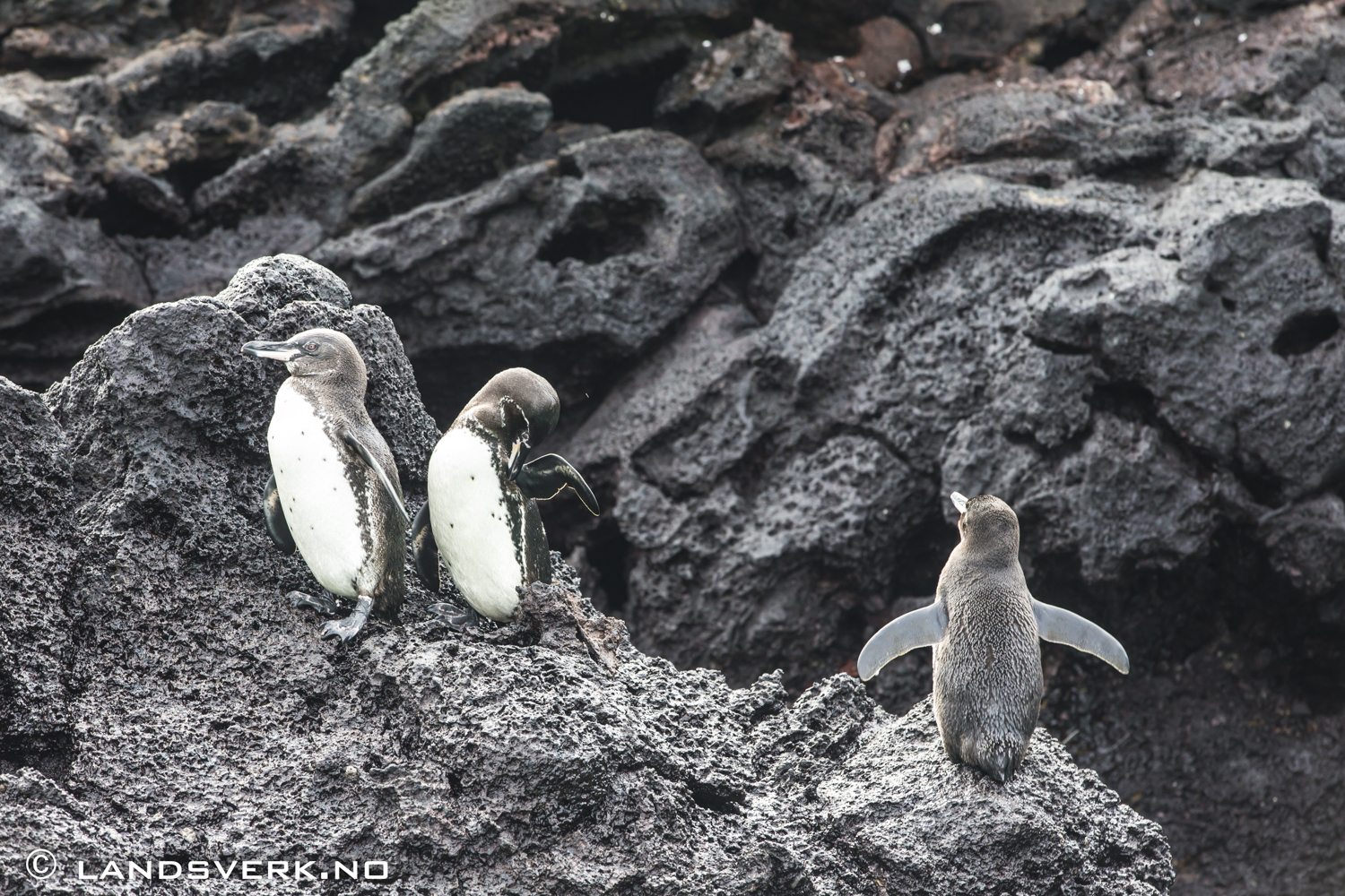 Wild Galapagos Penguins, Sombrero Chino, Galapagos. 

(Canon EOS 5D Mark III / Canon EF 70-200mm f/2.8 L IS II USM)