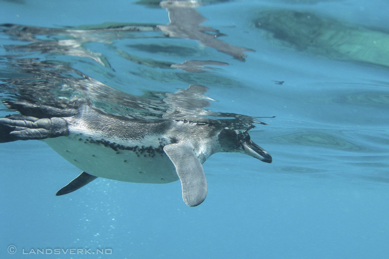 Wild Galapagos Penguin, Bartolome Island, Galapagos. Faster in water than anything else I've seen. Luckily it managed to hold still for 1 second. 

(Canon IXUS 970IS / DiCaPac WP-310)
